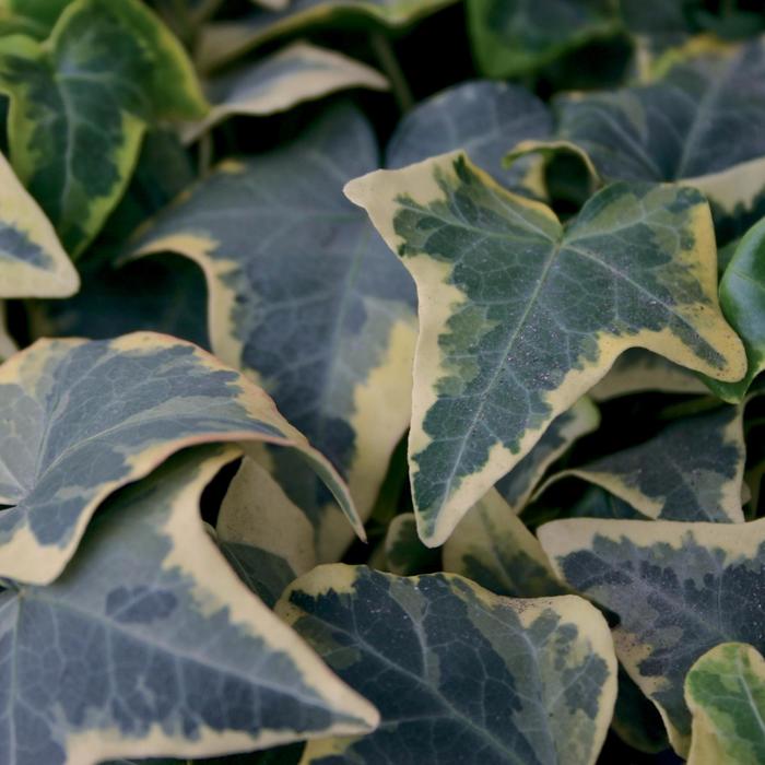 Ivy Vine (English Ivy) - Hedera helix 'Goldchild' 