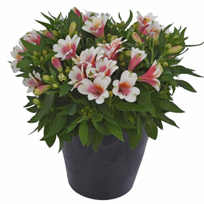 Alstroemeria - Alstroemeria Inca Lucky™'