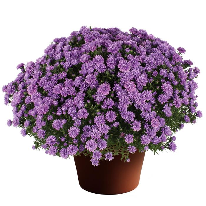 Henry I Blue - Aster novi-belgii Henry I Blue - Aster novi-belgii