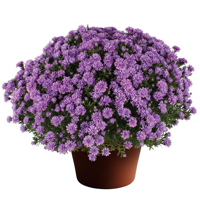 Henry I Blue - Aster novi-belgii 