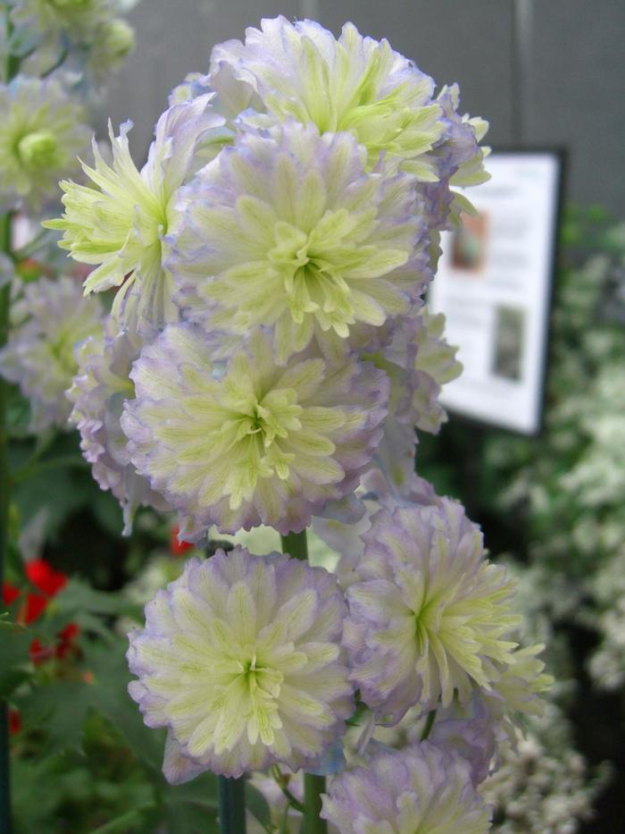 Larkspur - Delphinium elatum Highlander® 'Moon Light'