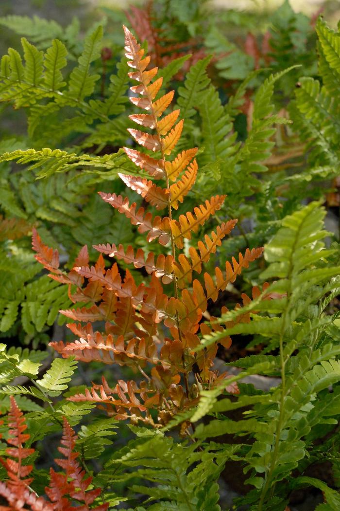 Fern, Autumn - Dryopteris erythrosora 'Brilliance' Fern, Autumn - Dryopteris erythrosora 'Brilliance'