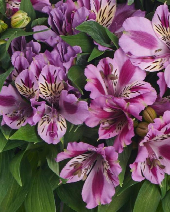 Colorita® Mulan® - Alstroemeria 'Mulan' (Peruvian Lily)