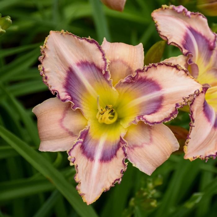 Daylily - Hemerocallis 'Handwriting on the Wall'