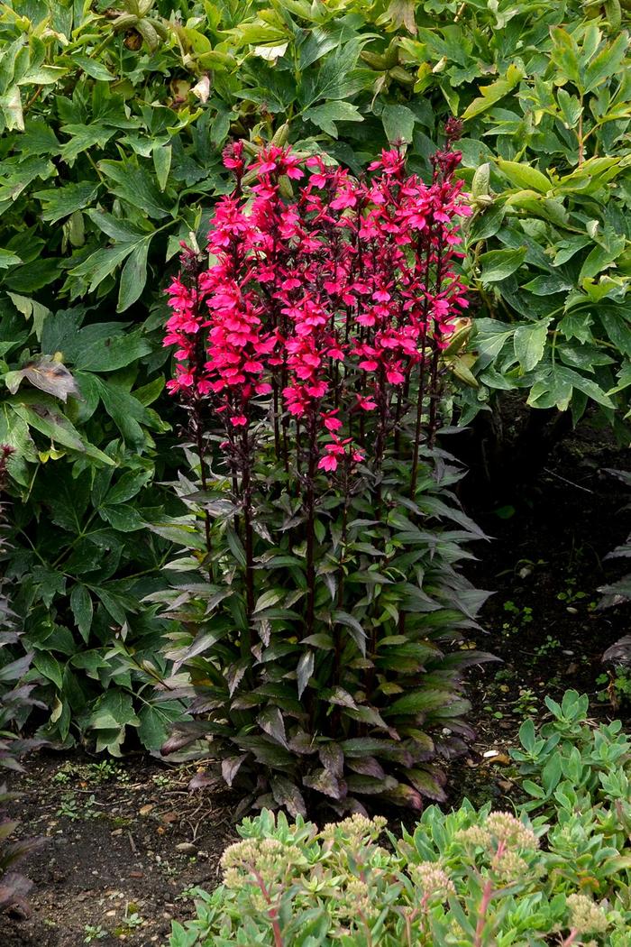 Cardinal Flower - Lobelia x speciosa 'Starship Deep Rose'