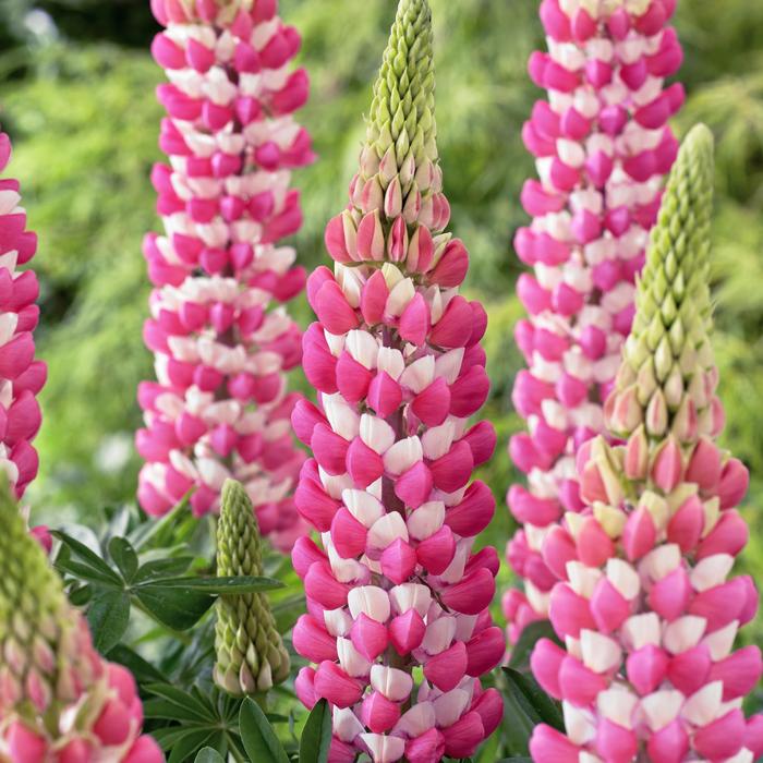 Lupine - Lupinus polyphyllus Westcountry™ 'Rachel de Thame' Lupine - Lupinus polyphyllus Westcountry™ 'Rachel de Thame'