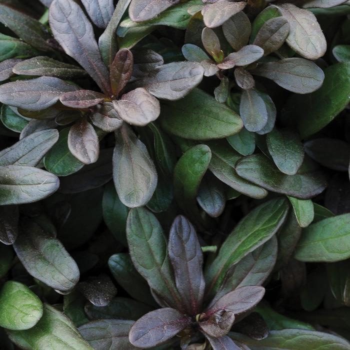 Bugleweed - Ajuga reptans 'Chocolate Chip'