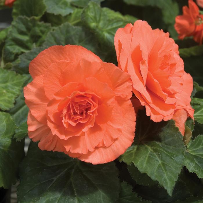 Begonia, Non Stop - Begonia x tuberhybrida 'Deep Salmon' Begonia, Non Stop - Begonia x tuberhybrida 'Deep Salmon'