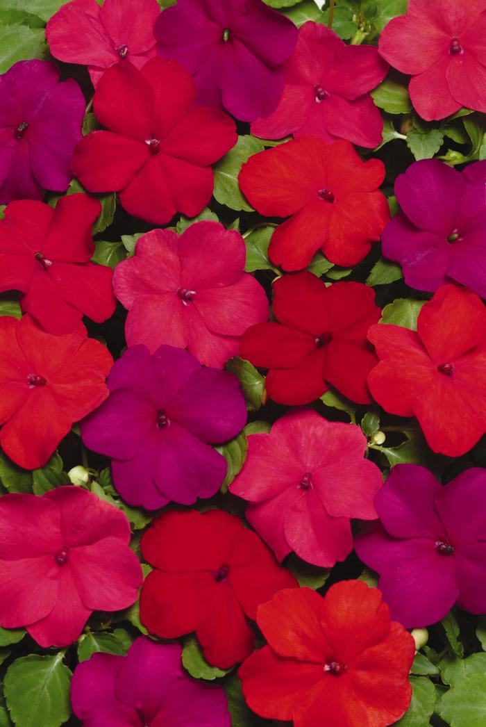 Impatiens - Impatiens walleriana 'Super Elfin® XP Hot Mix' Impatiens - Impatiens walleriana 'Super Elfin® XP Hot Mix'