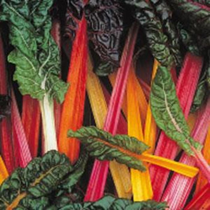 Bright Light - Swiss Chard