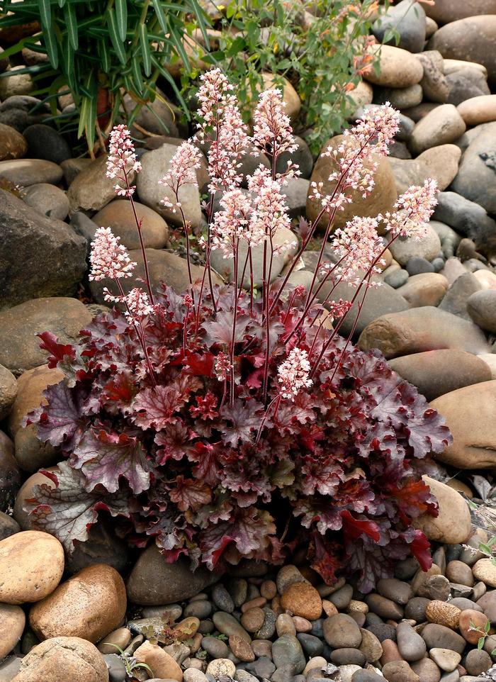 Coral Bells - Heuchera 'Ruby Tuesday' 