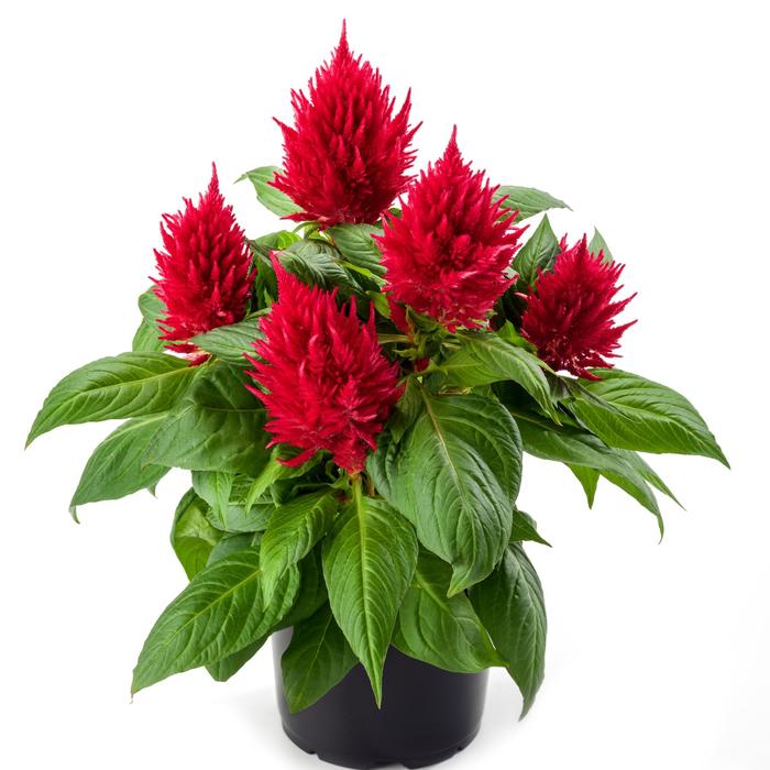 Celosia - Celosia Kelos® Fire Red