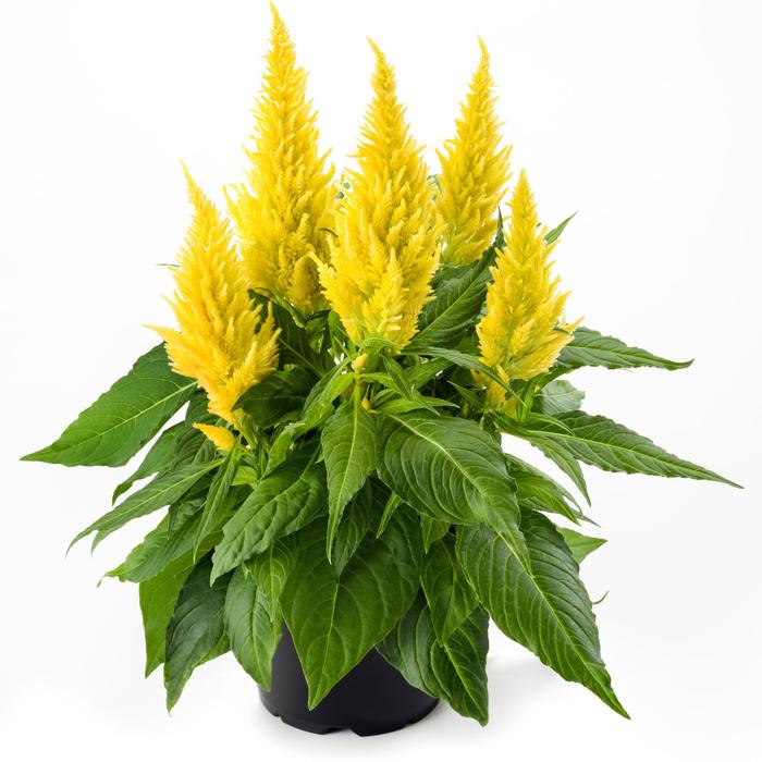 Kelos&reg; Fire Yellow - Celosia