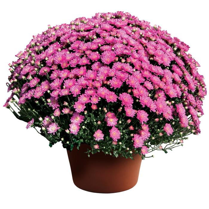 Jacqueline™ Pink - Chrysanthemum x morifolium