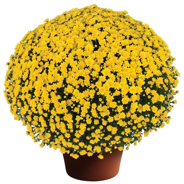 Jacqueline Yellow - Chrysanthemum x morifolium Jacqueline Yellow - Chrysanthemum x morifolium