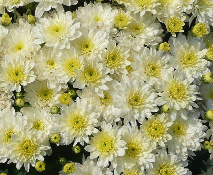 Moonglow White - Chrysanthemum grandiflorum 