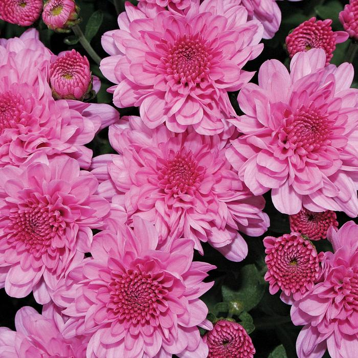 Wanda™ Lavender - Chrysanthemum x morifolium Wanda™ Lavender - Chrysanthemum x morifolium