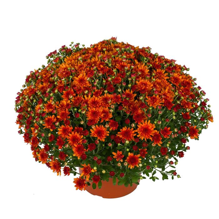 Wanda™ Bronze - Chrysanthemum x morifolium Wanda™ Bronze - Chrysanthemum x morifolium