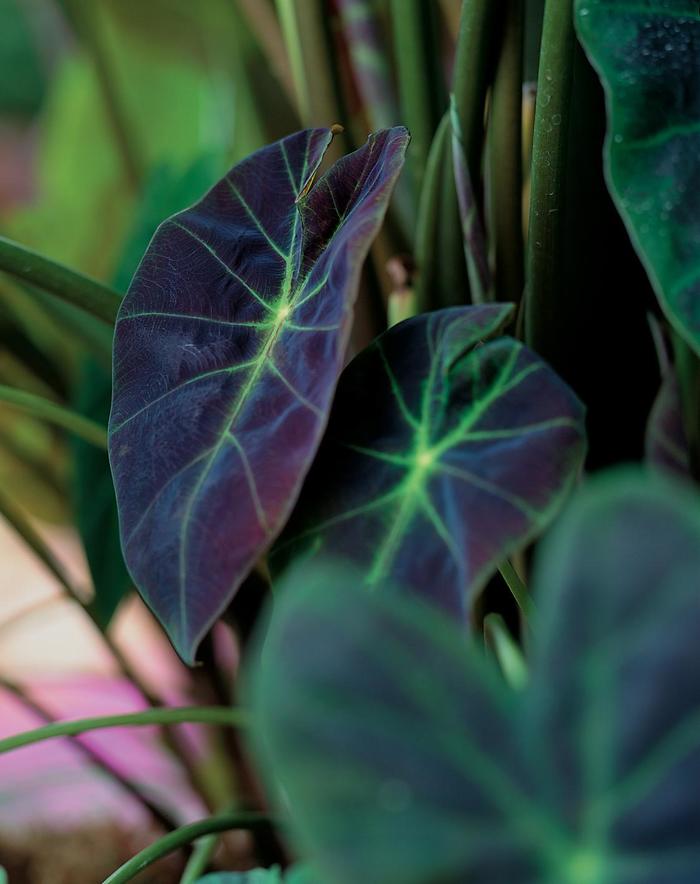 Colocasia - Colocasia esculenta 'Illustris' Elephant's Ear Colocasia - Colocasia esculenta 'Illustris' Elephant's Ear