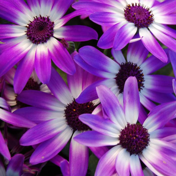 Senetti® 'Violet Bicolor' - Pericallis (Cineraria) Senetti® 'Violet Bicolor' - Pericallis (Cineraria)