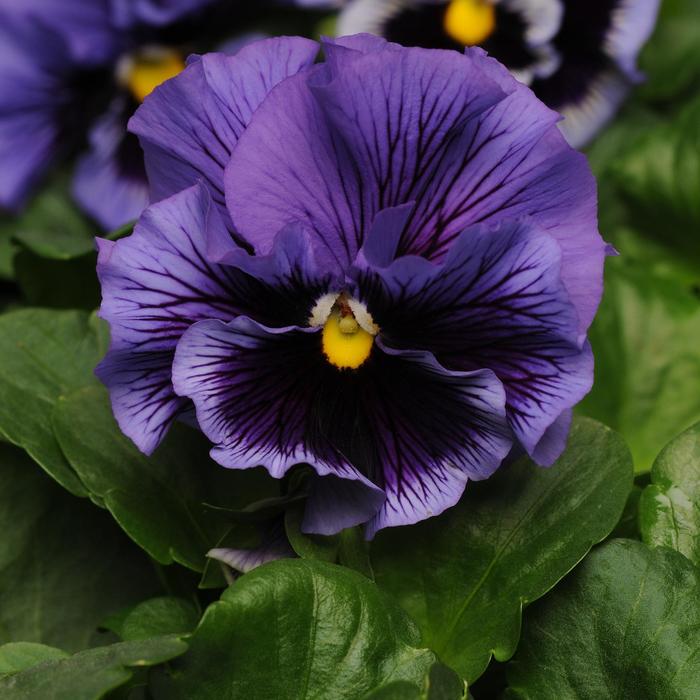 Frizzle Sizzle Blue - Pansy