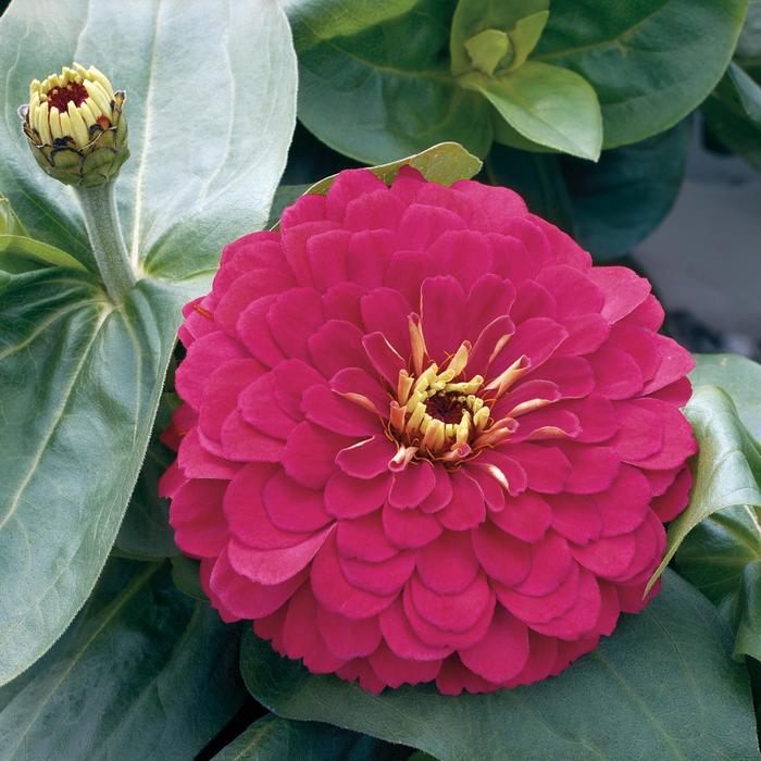 Zinnia - Zinnia elegans Magellan™ 'Cherry' Zinnia - Zinnia elegans Magellan™ 'Cherry'