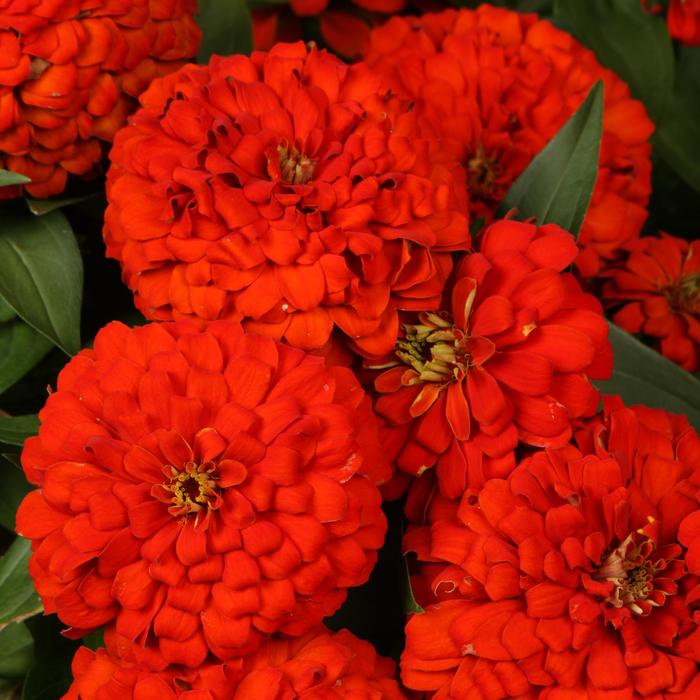 Zinnia - Zinnia elegans 'Magellan™ Scarlet'