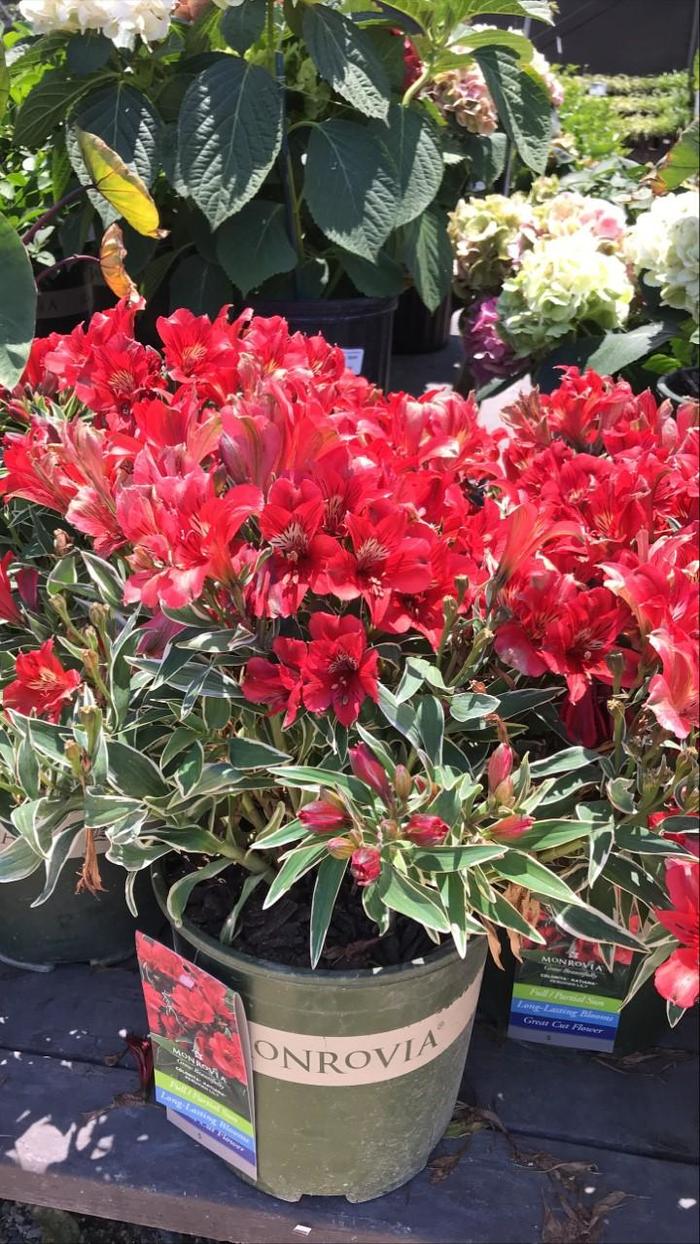 Colorita® Katiana - Alstroemeria 'Katiana' (Peruvian Lily) Colorita® Katiana - Alstroemeria 'Katiana' (Peruvian Lily)