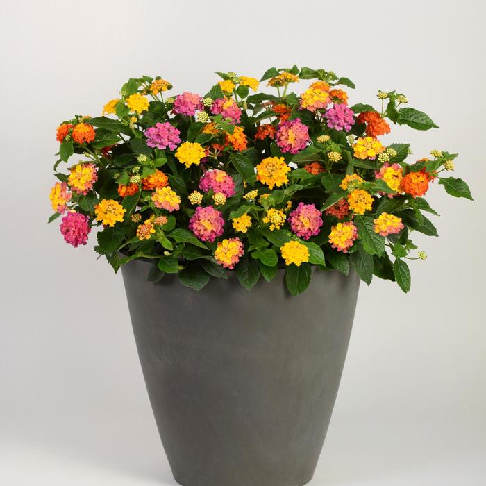 MixMasters&trade; Lucky Charm - Lantana 