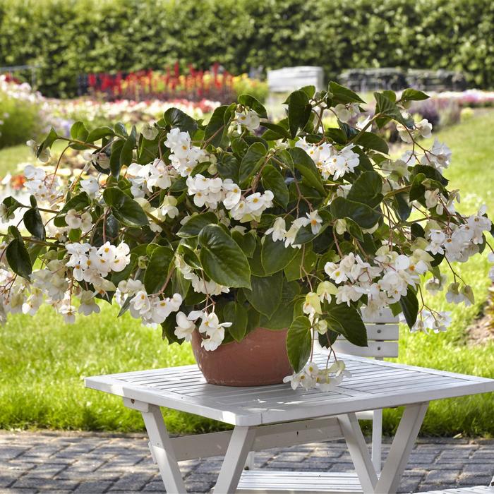 Begonia, Dragon Wing® - Begonia 'White' Begonia, Dragon Wing® - Begonia 'White'