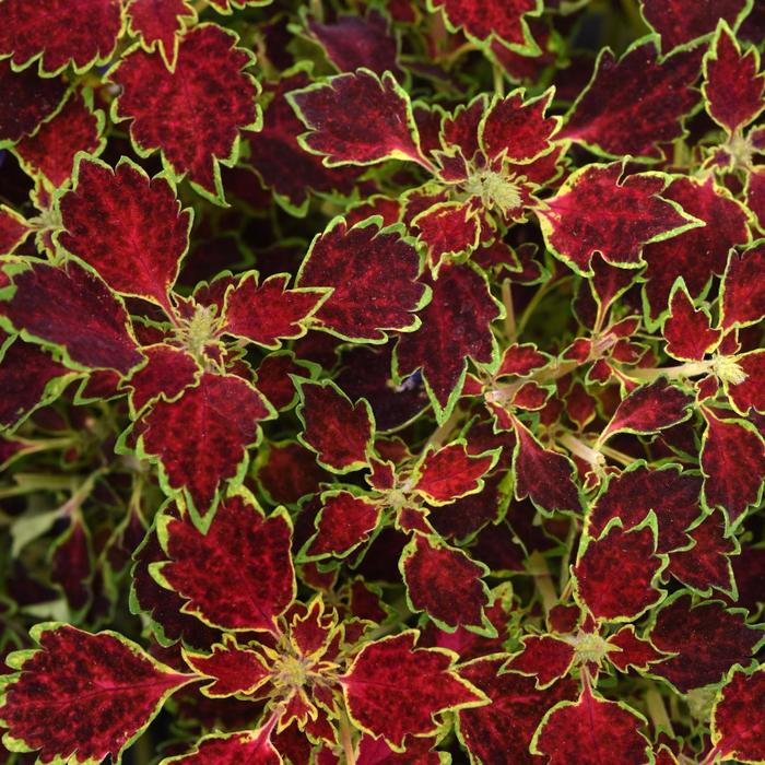 Coleus - Coleus TrailBlazer™ 'Glory Road'