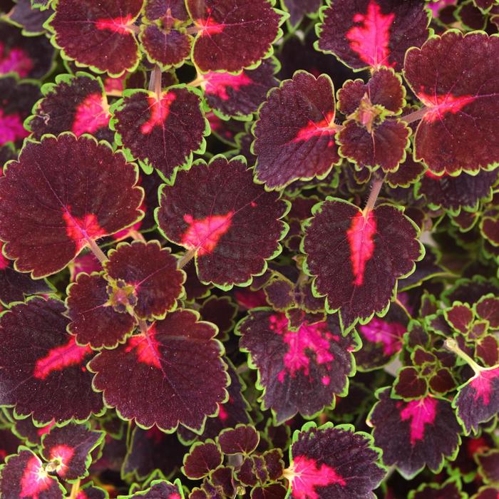 Coleus - Solenostemon scutellarioides 'TrailBlazer™ Road Trip' 