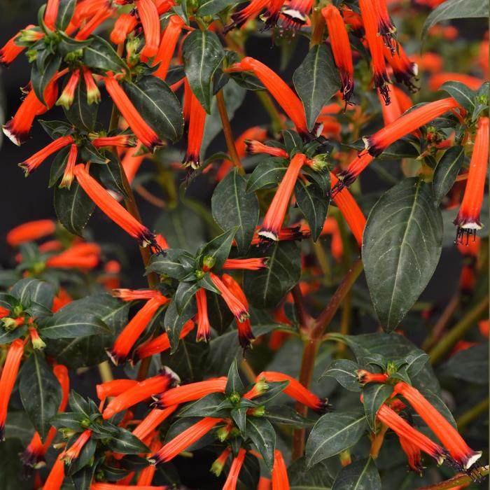 Cuphea (Firecracker Plant) - Cuphea ignea 'Cherrybells'