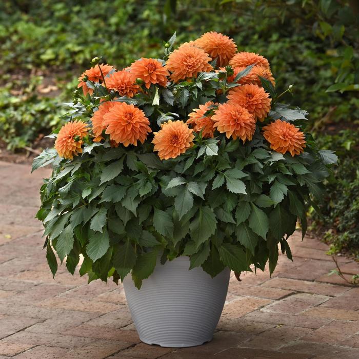 Dahlia - Dahlia Dalaya® 'Apricot' Dahlia - Dahlia Dalaya® 'Apricot'