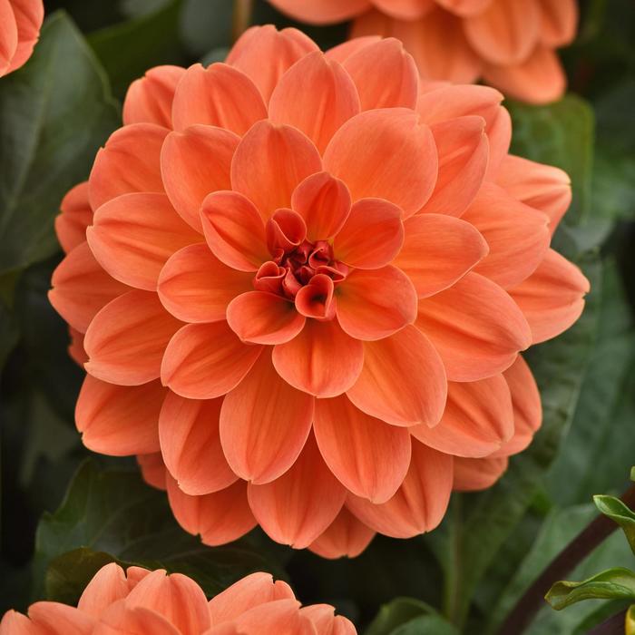 Dahlia - Dahlia Venti™ 'Mango'