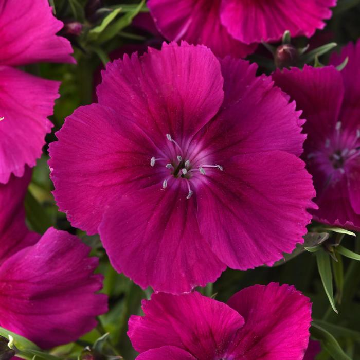 Dianthus - Dianthus chinensis (Pinks) Coronet™ 'Purple'