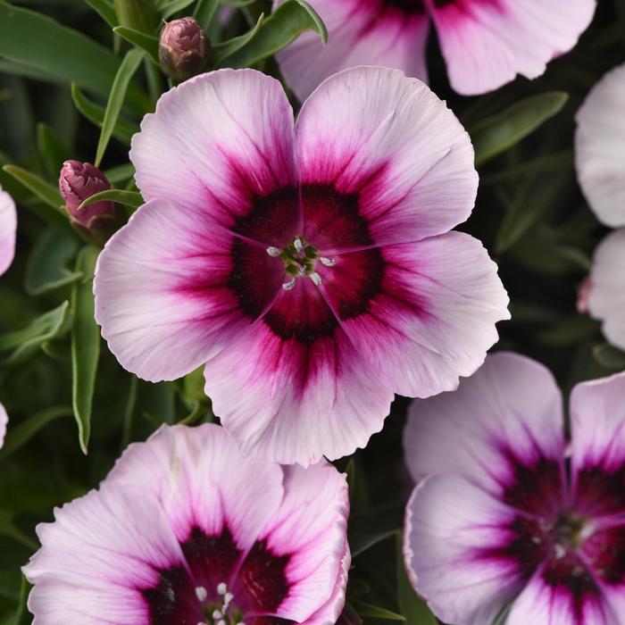Dianthus - Dianthus chinensis (Pinks) Coronet™ 'White Purple Eye'