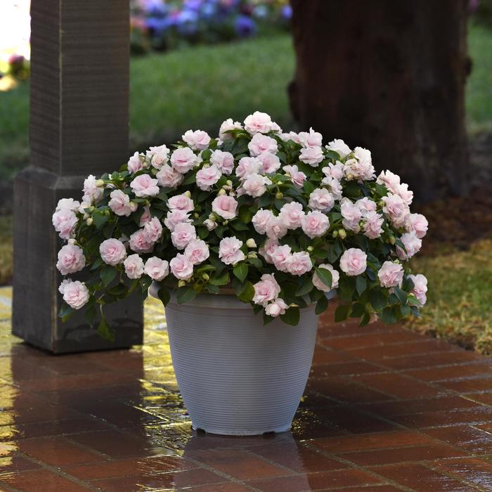 Impatiens, Double - Impatiens walleriana 'Glimmer™ Appleblossom'