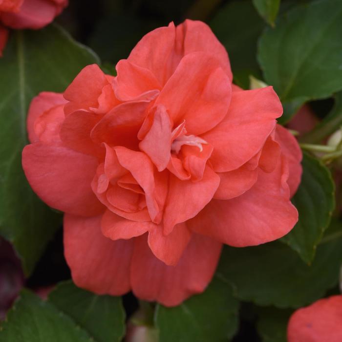 Impatiens, Double - Impatiens walleriana 'Glimmer™ Salmon'