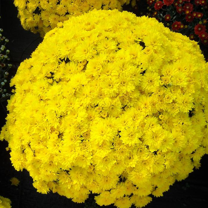 'Conaco Yellow' Garden Mum - Chrysanthemum x morifolium 'Conaco Yellow' Garden Mum - Chrysanthemum x morifolium