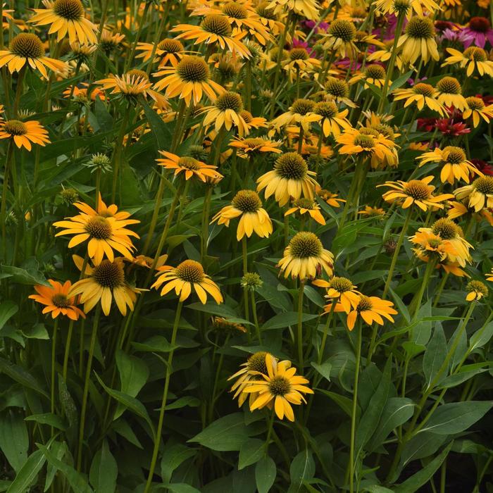 Coneflower - Echinacea x hybrida Artisan™ Ombre Yellow