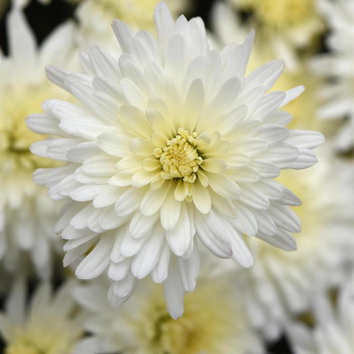 'Tribeca White' Garden Mum - Chrysanthemum x morifolium 'Tribeca White' Garden Mum - Chrysanthemum x morifolium