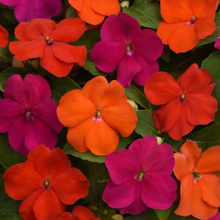 Impatiens - Impatiens walleriana 'Beacon® Sanibel Mix' PPAF Impatiens - Impatiens walleriana 'Beacon® Sanibel Mix' PPAF