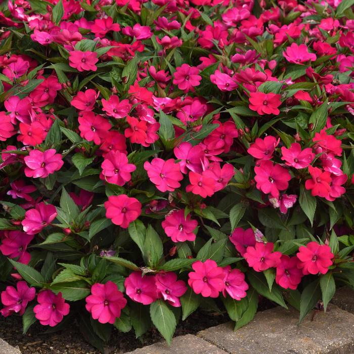 Impatiens - Impatiens 'Solarscape™ Magenta Bliss' 