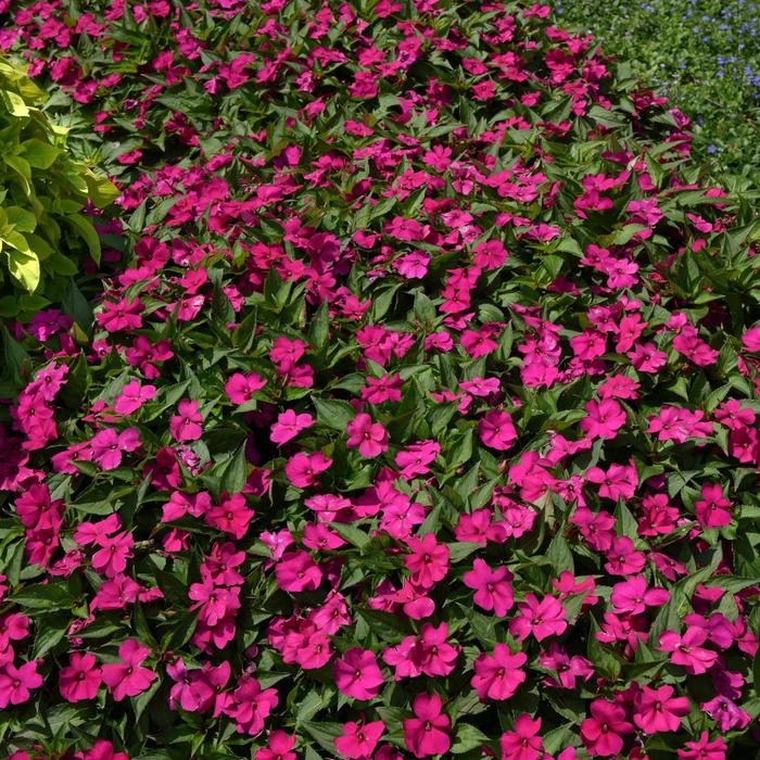Impatiens - Impatiens 'Solarscape™ Neon Purple' Impatiens - Impatiens 'Solarscape™ Neon Purple'