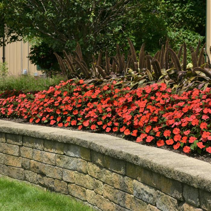 Impatiens - Impatiens 'Solarscape™ Orange Burst' Impatiens - Impatiens 'Solarscape™ Orange Burst'