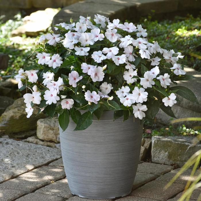 Impatiens - Impatiens 'Solarscape™ White Shimmer' Impatiens - Impatiens 'Solarscape™ White Shimmer'