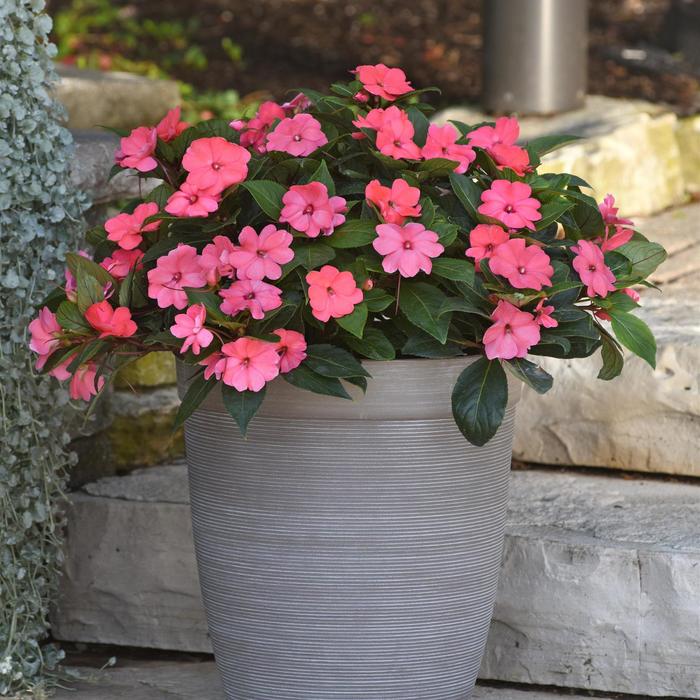 Impatiens - Impatiens Solarscape™ 'XL Salmon Glow'