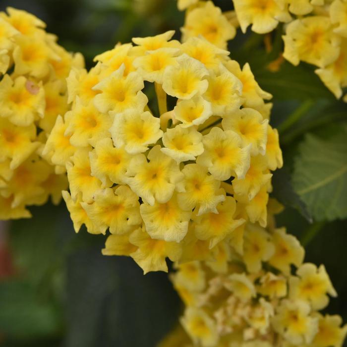 Lantana - Lantana camara 'Shamrock™ Butterscotch Glow'