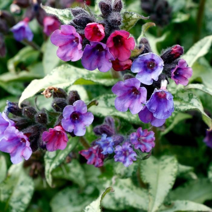 Lungwort - Pulmonaria 'Silver Scimitar' 